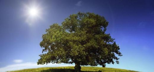 Древние символы Виды деревьев и их значение